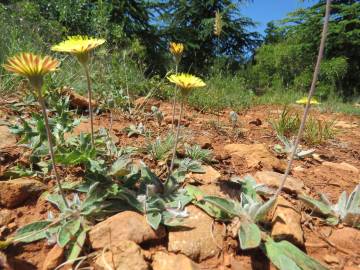 Fotografia da espécie Pilosella officinarum