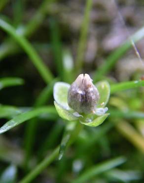 Fotografia 15 da espécie Sagina procumbens no Jardim Botânico UTAD