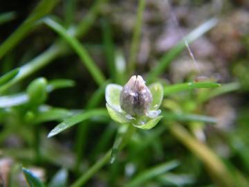 Fotografia da espécie Sagina procumbens