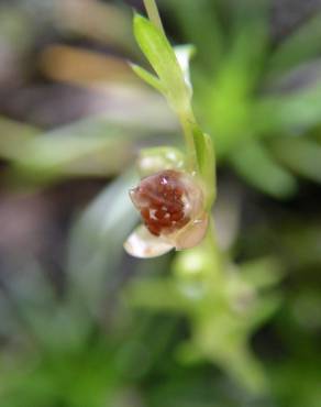 Fotografia 16 da espécie Sagina procumbens no Jardim Botânico UTAD