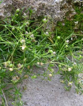 Fotografia 17 da espécie Sagina procumbens no Jardim Botânico UTAD