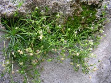 Fotografia da espécie Sagina procumbens