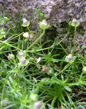 Fotografia 18 da espécie Sagina procumbens no Jardim Botânico UTAD