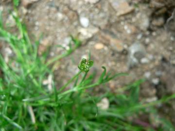 Fotografia da espécie Sagina procumbens