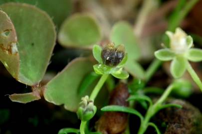 Fotografia da espécie Sagina procumbens