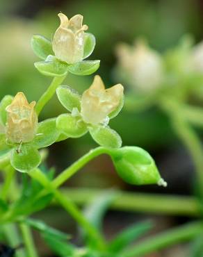 Fotografia 1 da espécie Sagina procumbens no Jardim Botânico UTAD