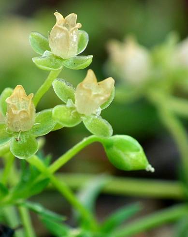 Fotografia de capa Sagina procumbens - do Jardim Botânico