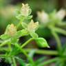 Fotografia 1 da espécie Sagina procumbens do Jardim Botânico UTAD