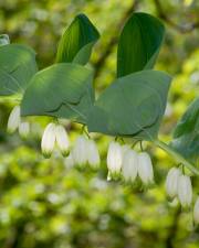 Fotografia da espécie Polygonatum odoratum