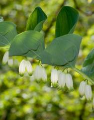 Polygonatum odoratum