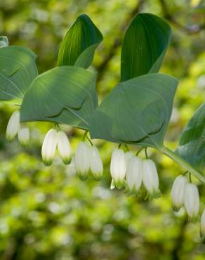 Fotografia 1 da espécie Polygonatum odoratum no Jardim Botânico UTAD