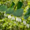 Fotografia 1 da espécie Polygonatum odoratum do Jardim Botânico UTAD