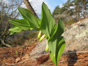 Fotografia da espécie Polygonatum odoratum