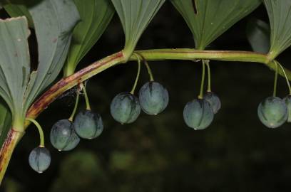 Fotografia da espécie Polygonatum odoratum