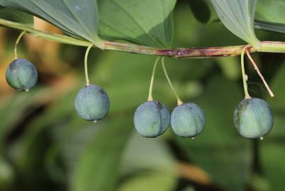 Fotografia da espécie Polygonatum odoratum