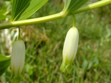 Fotografia da espécie Polygonatum odoratum