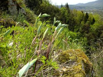 Fotografia da espécie Polygonatum odoratum