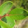 Fotografia 9 da espécie Metrosideros robusta do Jardim Botânico UTAD