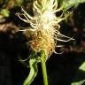 Fotografia 17 da espécie Phyteuma spicatum do Jardim Botânico UTAD