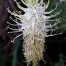 Fotografia 18 da espécie Phyteuma spicatum do Jardim Botânico UTAD