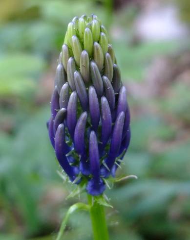 Fotografia de capa Phyteuma spicatum - do Jardim Botânico