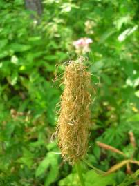 Fotografia da espécie Phyteuma spicatum