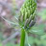 Fotografia 30 da espécie Phyteuma spicatum do Jardim Botânico UTAD