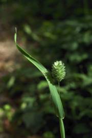 Fotografia da espécie Phalaris canariensis