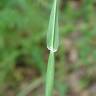 Fotografia 10 da espécie Phalaris canariensis do Jardim Botânico UTAD