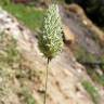 Fotografia 1 da espécie Phalaris canariensis do Jardim Botânico UTAD