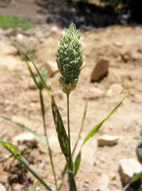 Fotografia da espécie Phalaris canariensis