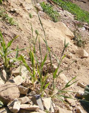 Fotografia 13 da espécie Phalaris canariensis no Jardim Botânico UTAD