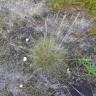 Fotografia 7 da espécie Festuca ovina do Jardim Botânico UTAD