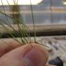 Fotografia 8 da espécie Festuca ovina do Jardim Botânico UTAD
