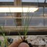Fotografia 9 da espécie Festuca ovina do Jardim Botânico UTAD
