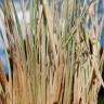 Fotografia 10 da espécie Festuca ovina do Jardim Botânico UTAD