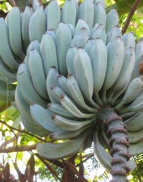 Fotografia 6 da espécie Musa x paradisiaca no Jardim Botânico UTAD