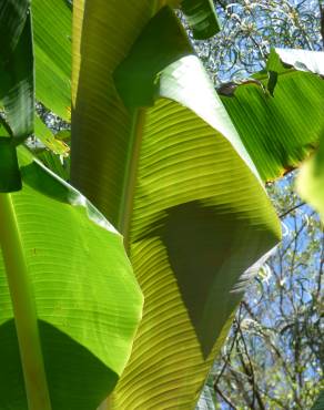 Fotografia 8 da espécie Musa x paradisiaca no Jardim Botânico UTAD