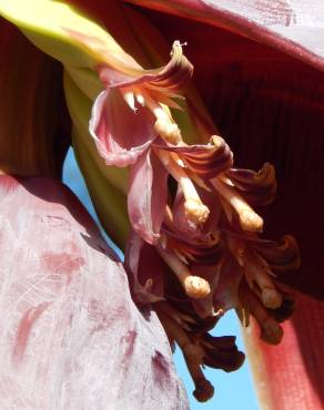 Fotografia 10 da espécie Musa x paradisiaca no Jardim Botânico UTAD