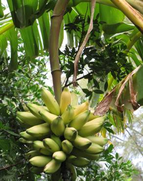 Fotografia 12 da espécie Musa x paradisiaca no Jardim Botânico UTAD