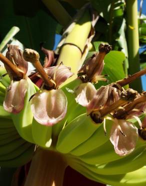 Fotografia 14 da espécie Musa x paradisiaca no Jardim Botânico UTAD