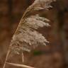 Fotografia 5 da espécie Phragmites australis do Jardim Botânico UTAD