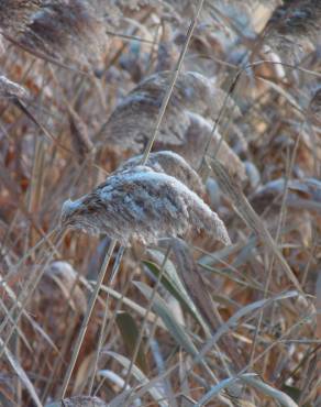 Fotografia 6 da espécie Phragmites australis no Jardim Botânico UTAD