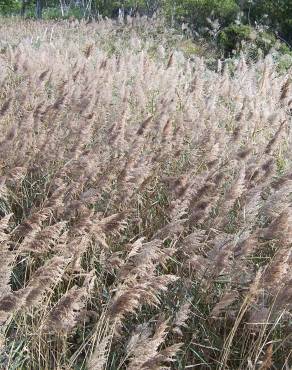 Fotografia 7 da espécie Phragmites australis no Jardim Botânico UTAD