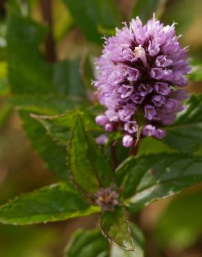 Fotografia 7 da espécie Mentha x piperita no Jardim Botânico UTAD