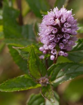 Fotografia 8 da espécie Mentha x piperita no Jardim Botânico UTAD