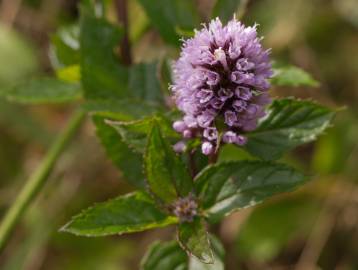 Fotografia da espécie Mentha x piperita
