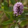 Fotografia 8 da espécie Mentha x piperita do Jardim Botânico UTAD