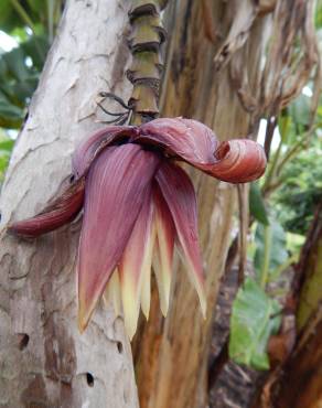 Fotografia 19 da espécie Musa x paradisiaca no Jardim Botânico UTAD