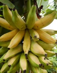 Musa x paradisiaca